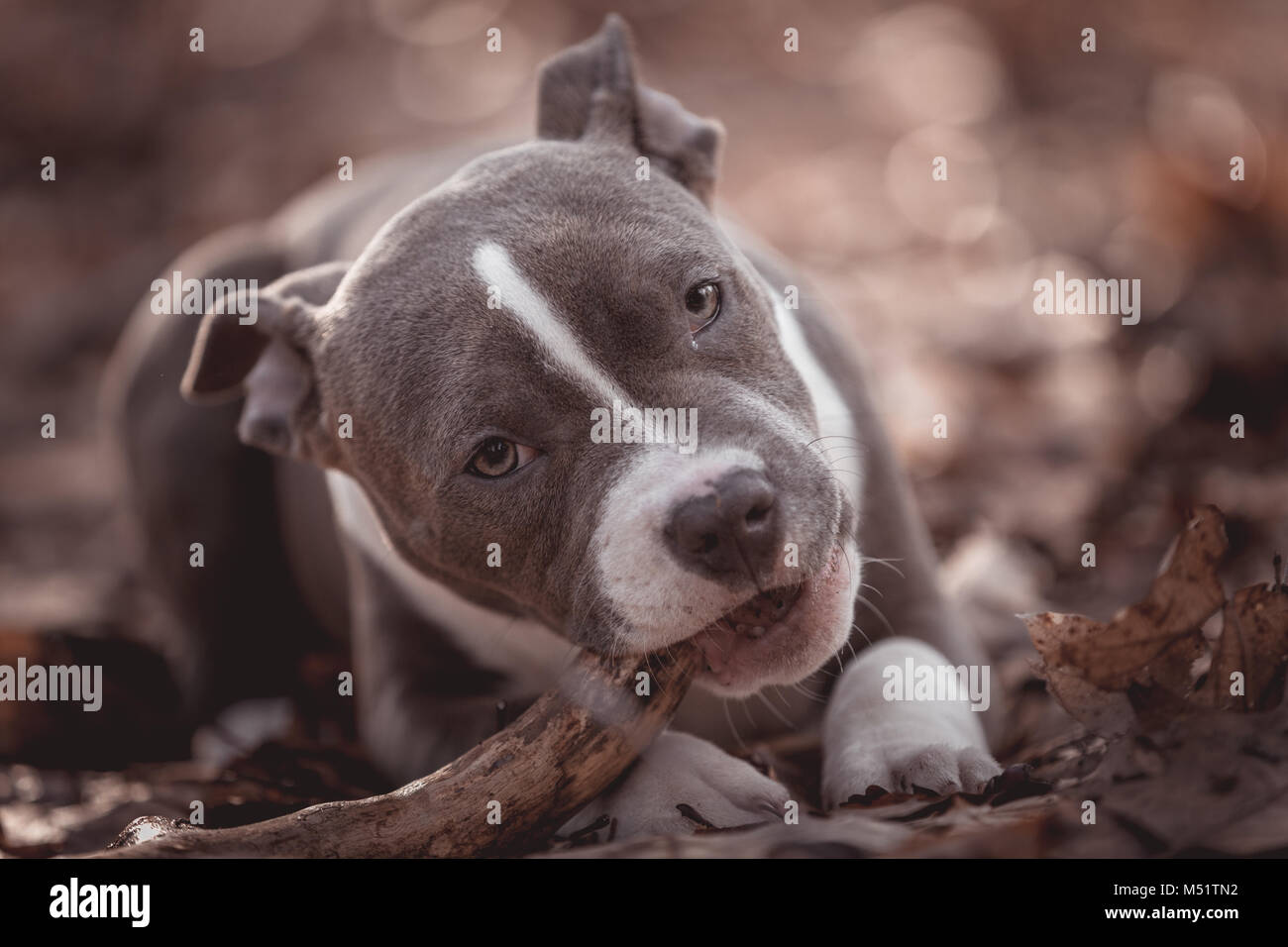 American bully Banque D'Images