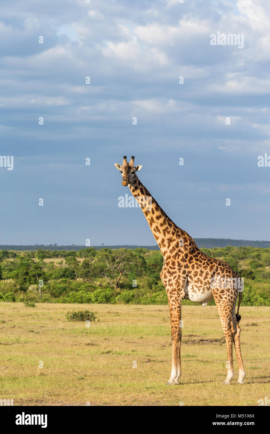 À la savane girafe en Afrique Banque D'Images