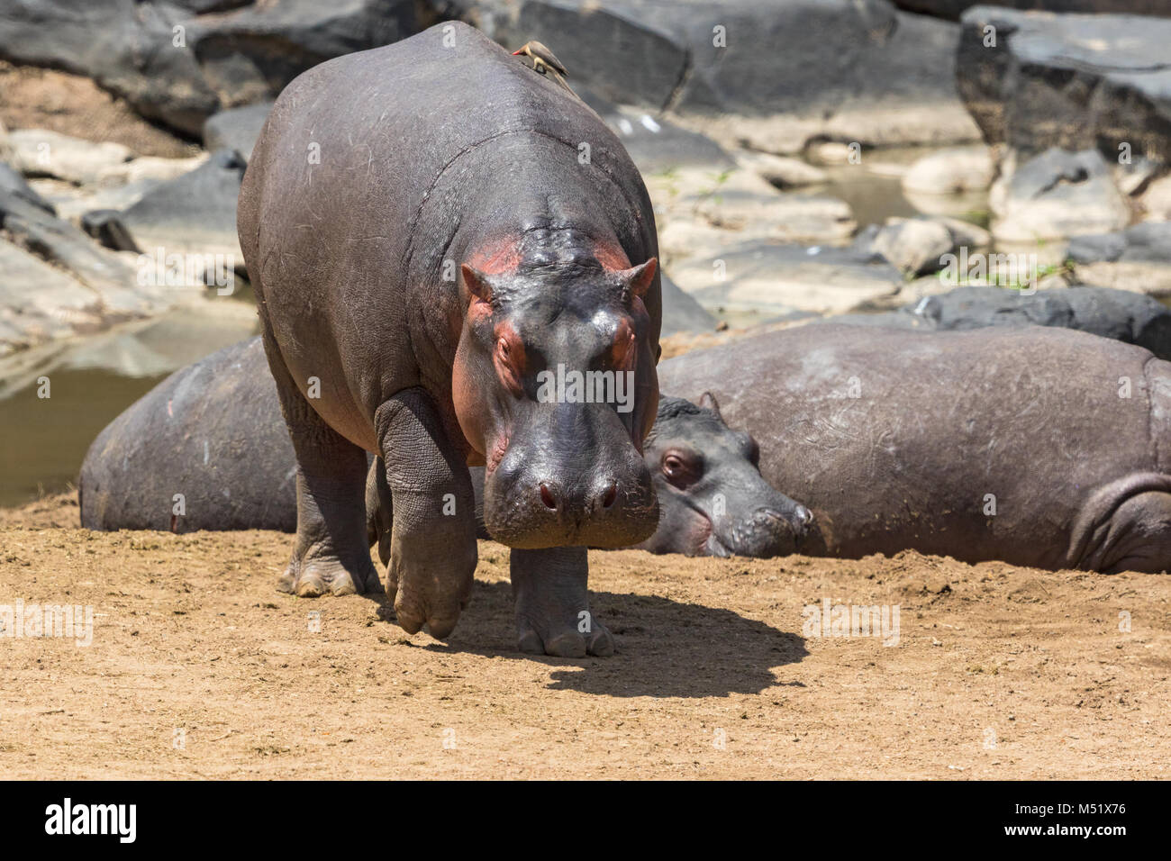 Hippopotames marcher on riverbank Banque D'Images