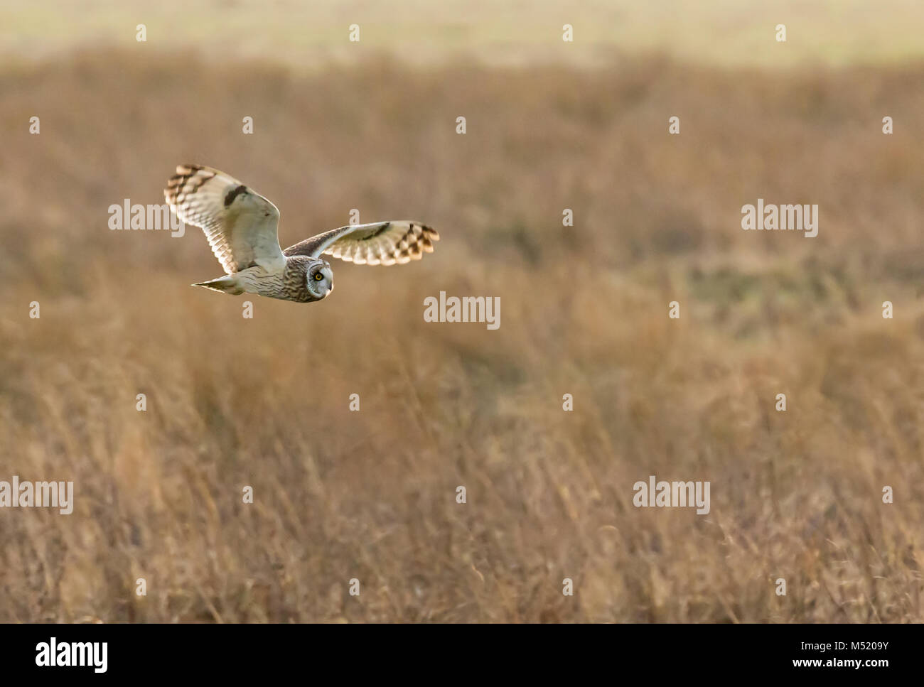 Le hibou des marais Chasse Banque D'Images