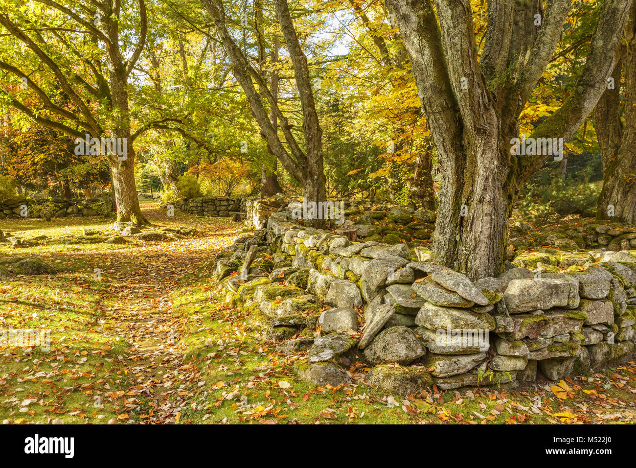 Chemin de jardin le long d'un mur de pierre avec des arbres aux couleurs d'automne Banque D'Images