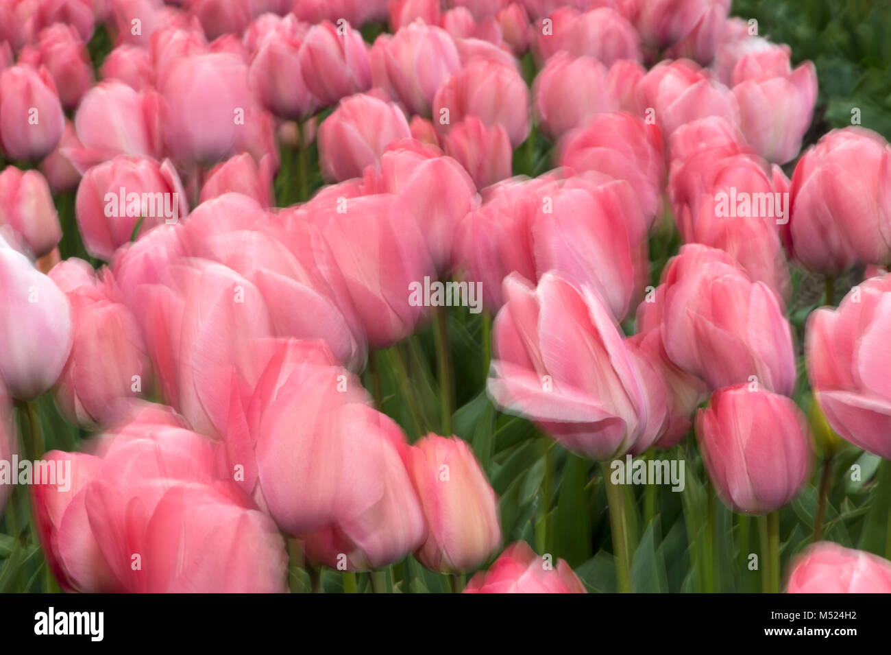 Champ avec des tulipes roses dans la région du champ de vent,Bollenstreek ampoule,Noordwijkerhout, Pays-Bas Banque D'Images