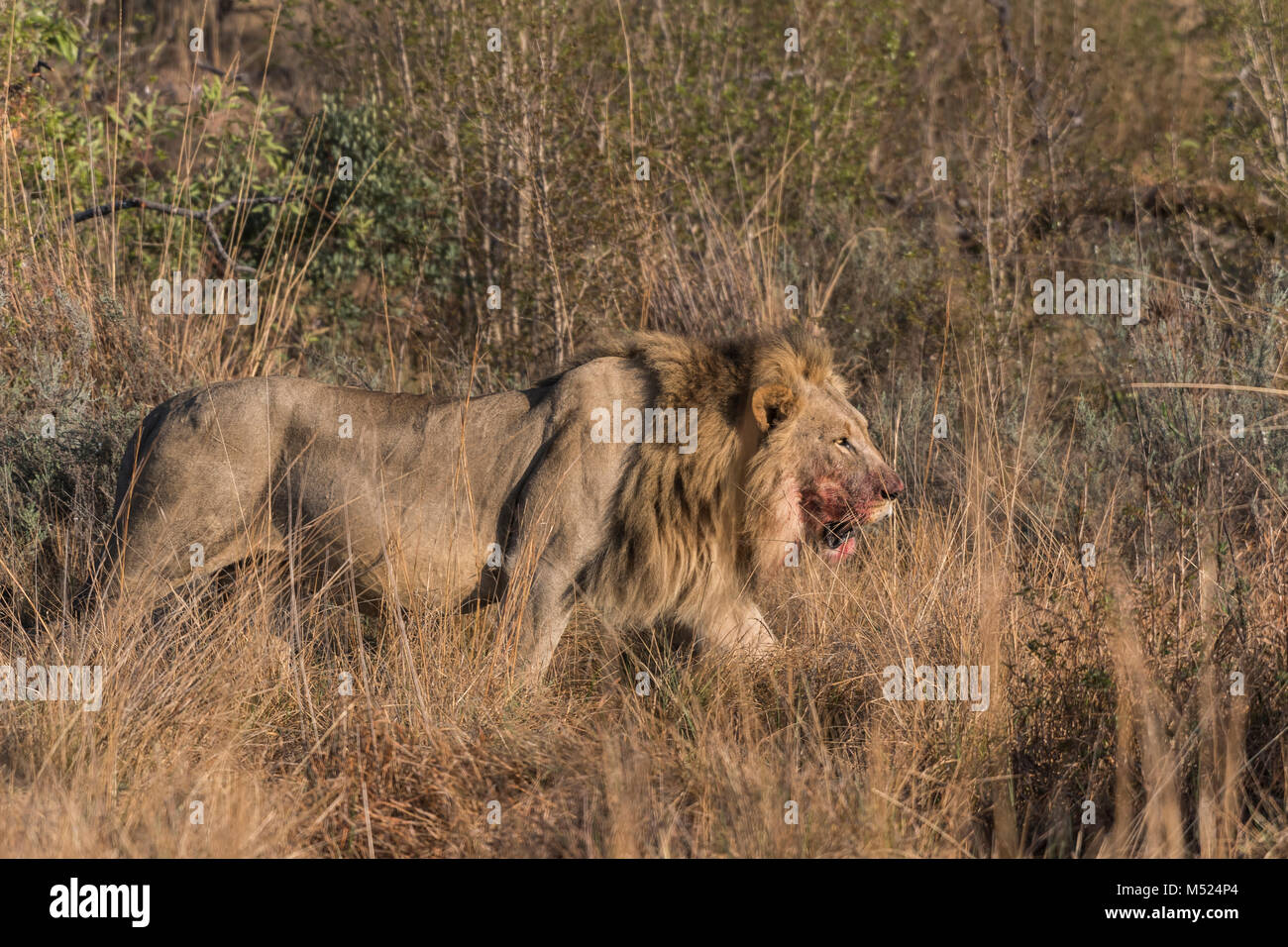 Lion (Panthera leo),mâle avec du sang sur sa bouche en marche dans le bush,Privat Welgevonden Game Reserve,Waterberge,Limpopo Banque D'Images