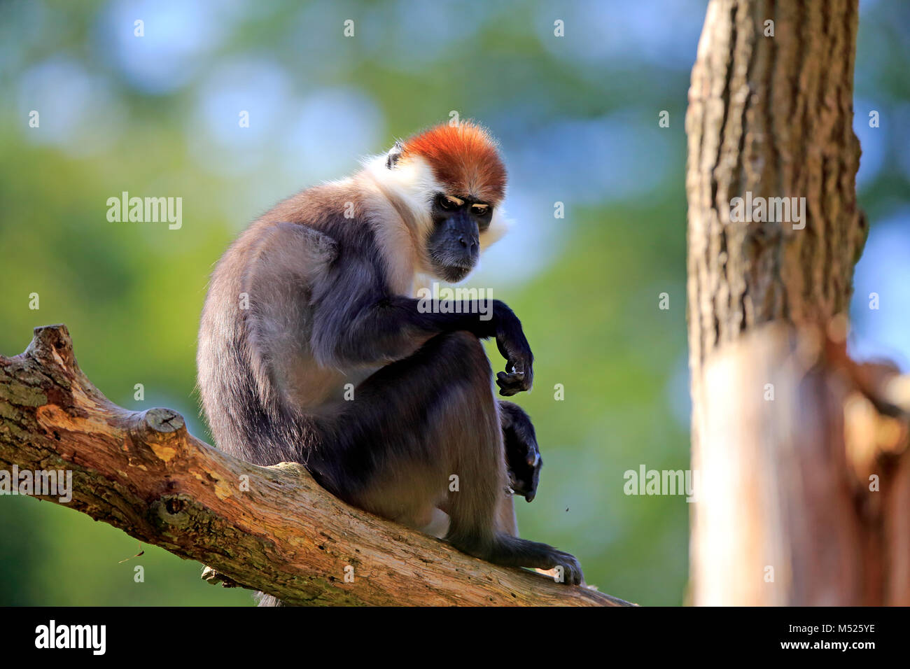 Mangabey à collier (Cercocebus torquatus),adultes,siège au captif,direction Banque D'Images