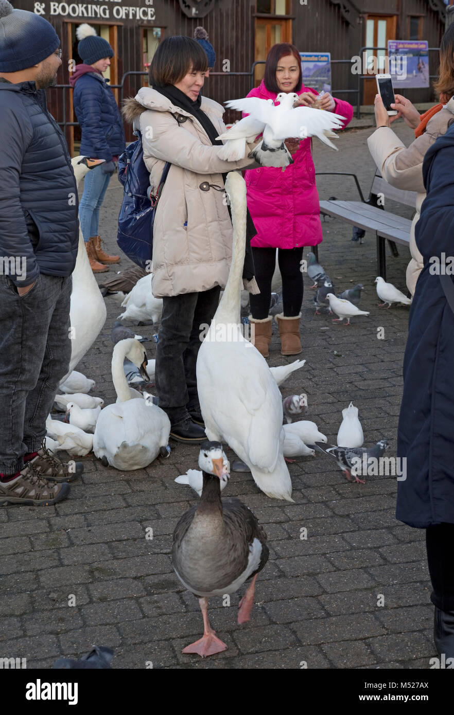 Les touristes japonais se nourrir les oiseaux Bowness on Windermere Cumbria UK Banque D'Images