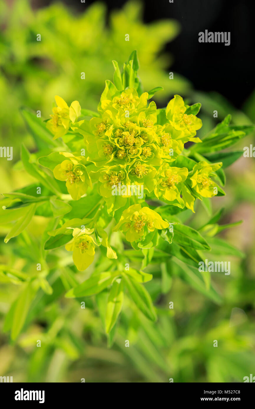 L'euphorbe des marais (Euphorbia palustris),Allemagne,fleurs Banque D'Images