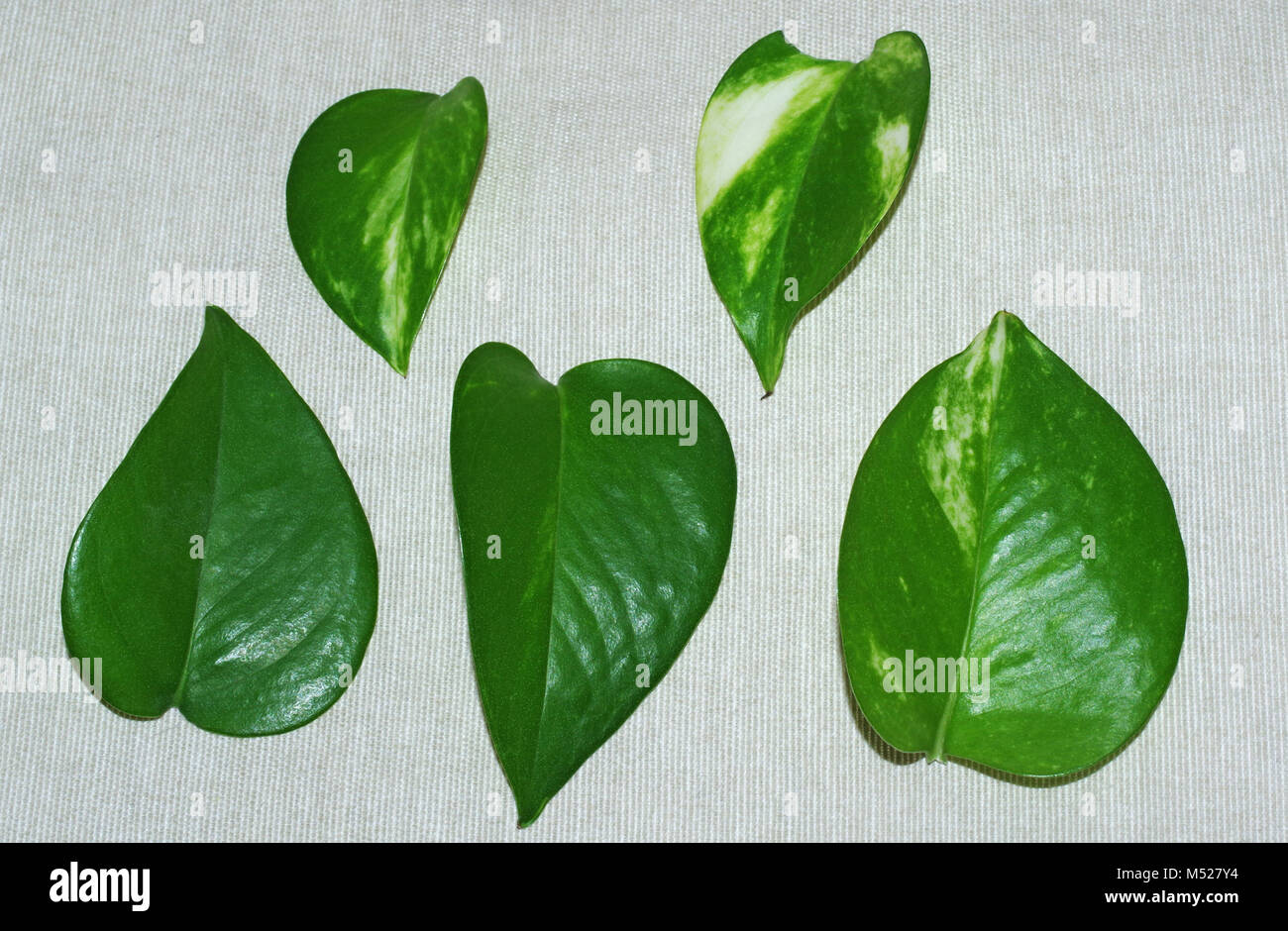 Feuilles de pothos (Epipremnum aureum Photo Stock Alamy