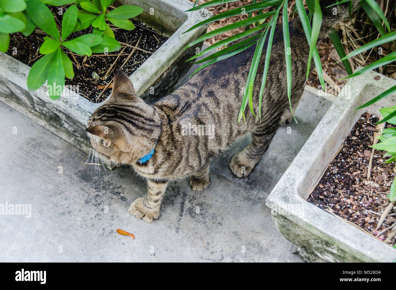 Un descendant du célèbre auteur's six-toed cat rôde dans les jardins de l'Ernest Hemingway Home and Museum. L'Ernest Hemingway Home and Museum est h Banque D'Images