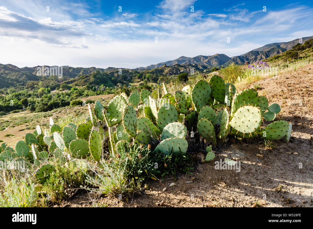 Stand de figuier de Barbarie (Opuntia) Genre sur une colline surplombant le canyon dans les montagnes de Santa Ana Orange County, en Californie. Banque D'Images