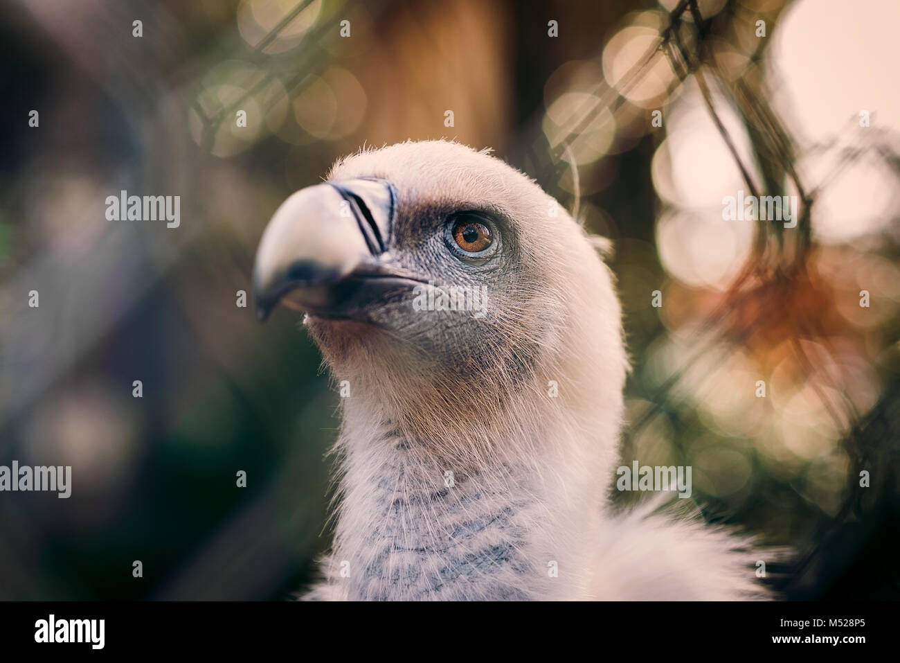 Vautour fauve au Zoo Banque D'Images