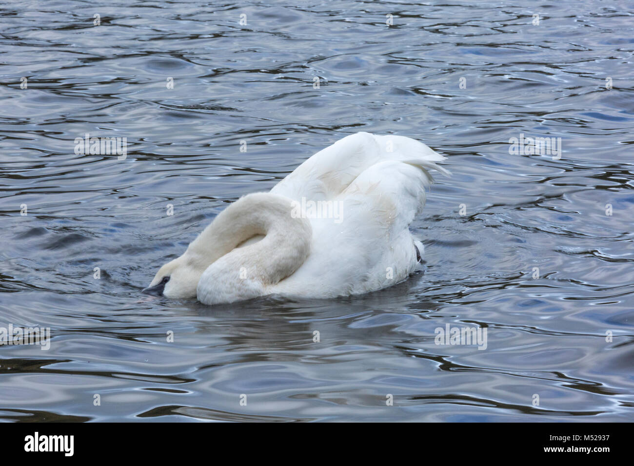 Swan de la pêche Banque D'Images