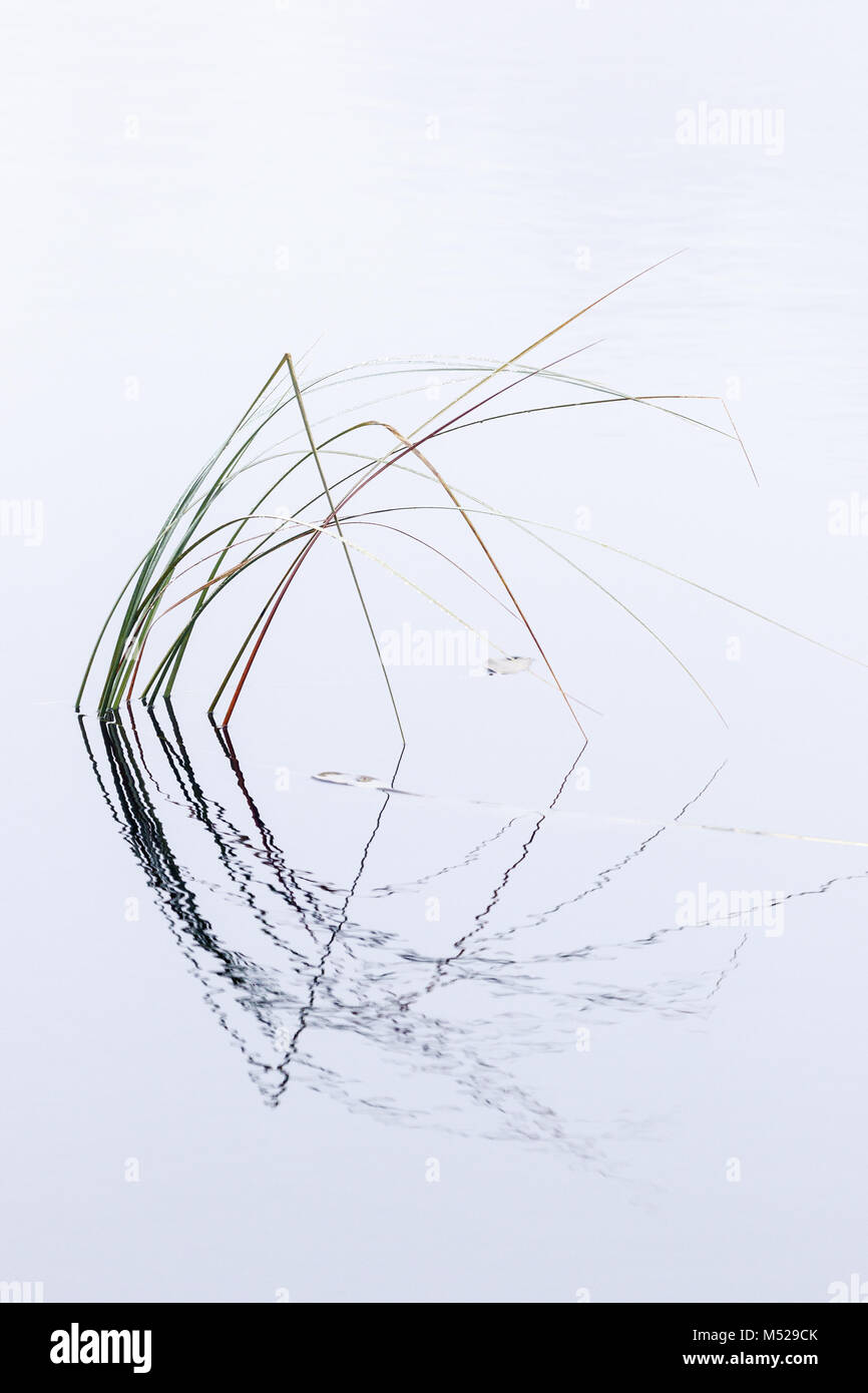 Brins d'herbe dans l'eau avec des réflexions Banque D'Images