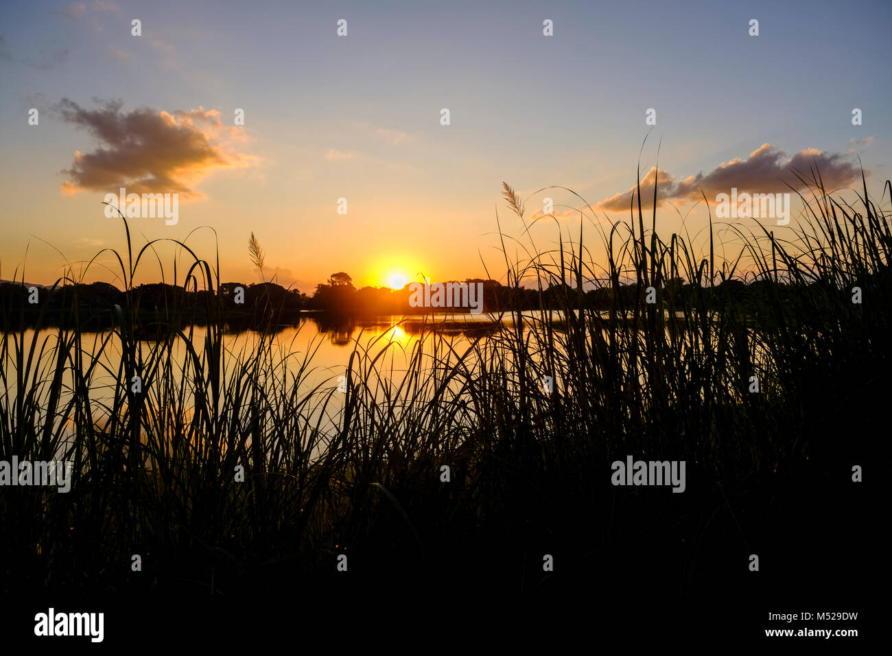 Le soleil rouge est mise derrière un lac, à l'image dans l'eau, vue à travers l'herbe reed Banque D'Images