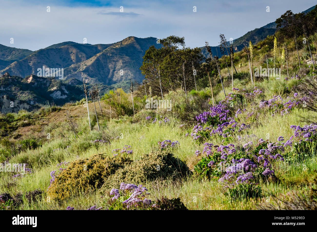 Fleurs violettes dans un pré sur la colline pente d'un canyon dans le comté d'Orange, en Californie avec une vue sur la montagne de Santa Ana. Banque D'Images