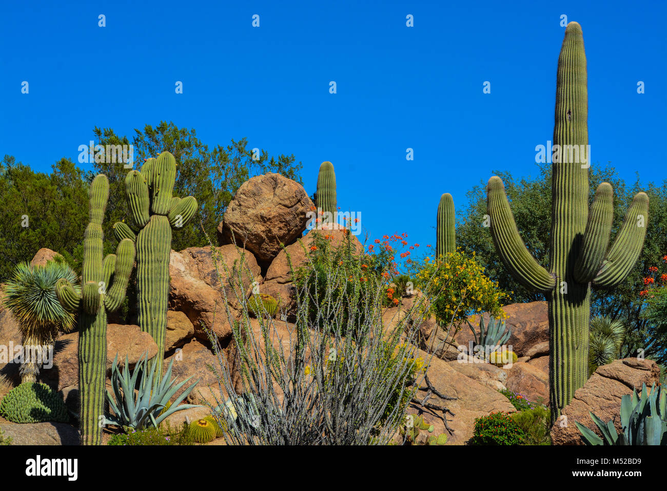 Cactus du désert de l'Arizona paysage Banque D'Images