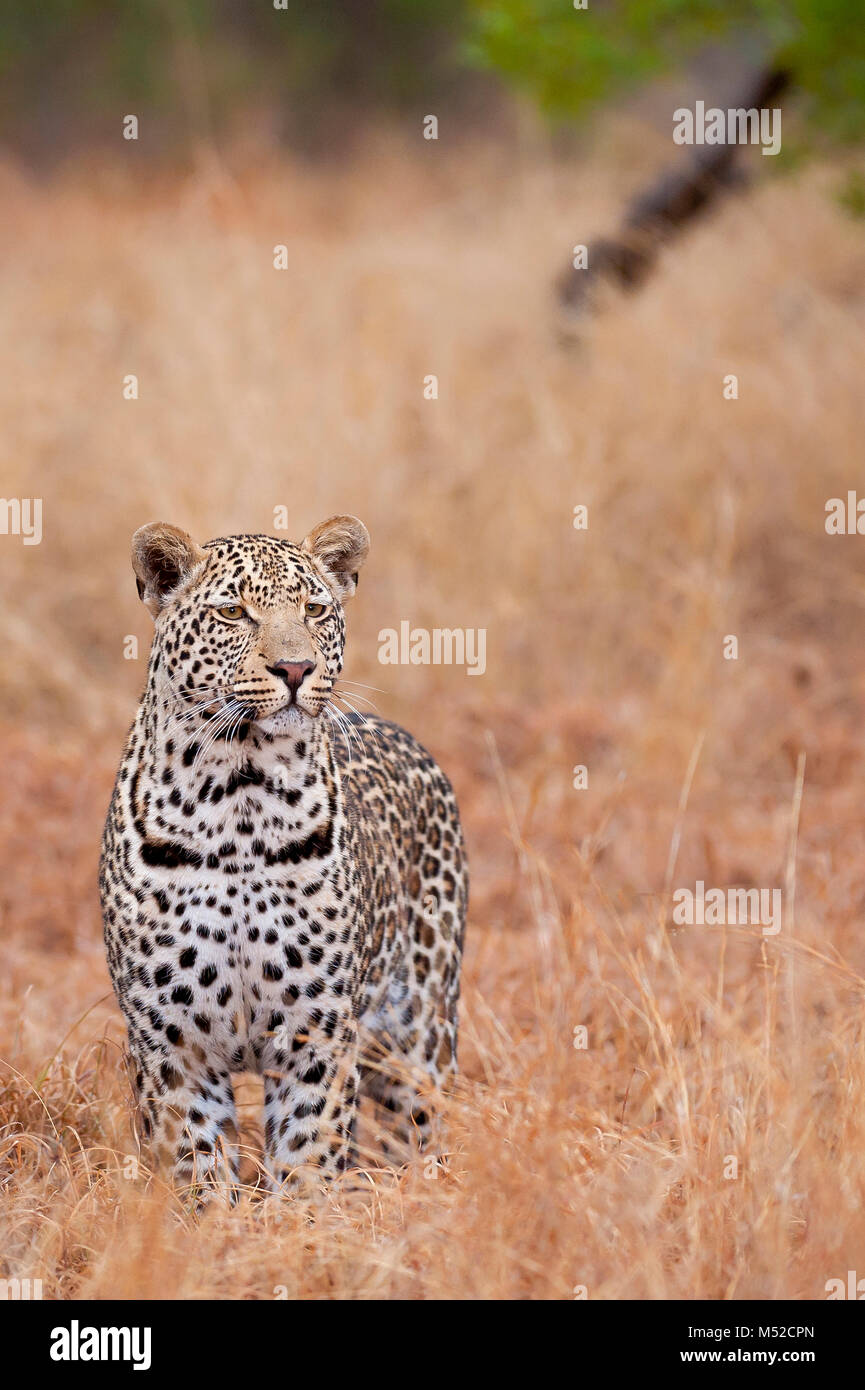 Leopard consentrating sur impala.. Banque D'Images