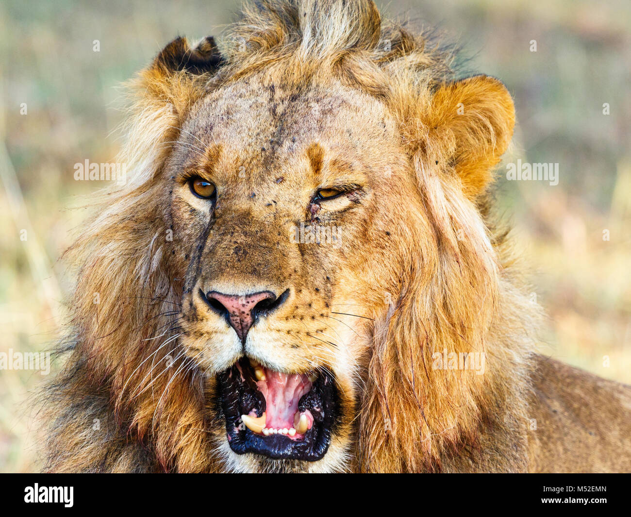Portrait d'un homme lion avec la bouche ouverte Banque D'Images