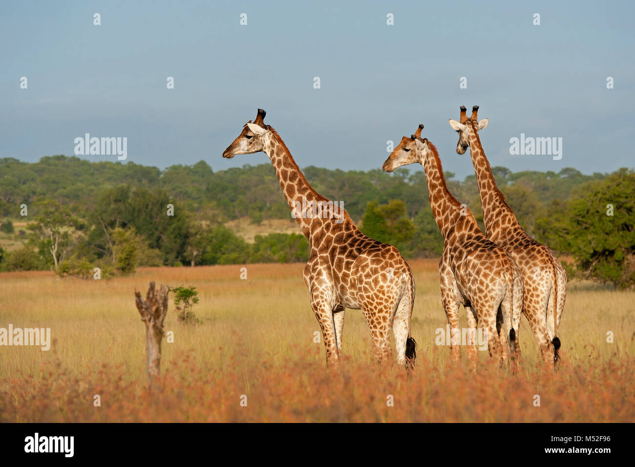 Voyage de girafe. Banque D'Images
