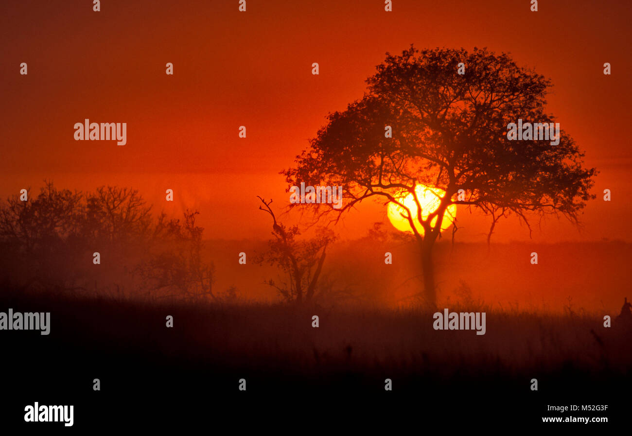 Lever du Soleil avec Acacia dans la brume matinale. Banque D'Images