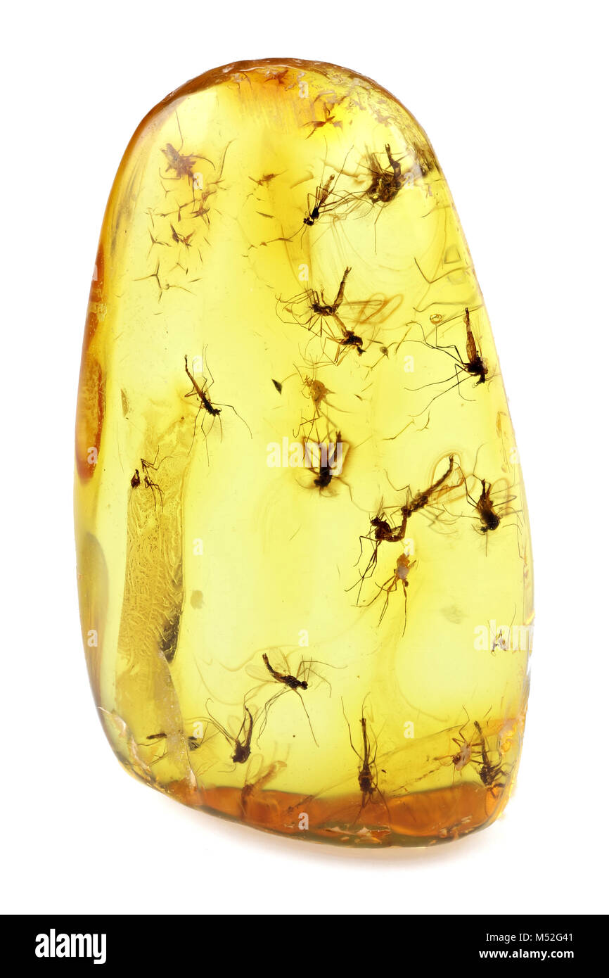 L'ambre baltique avec l'essaim de mouches isolé sur fond blanc Banque D'Images