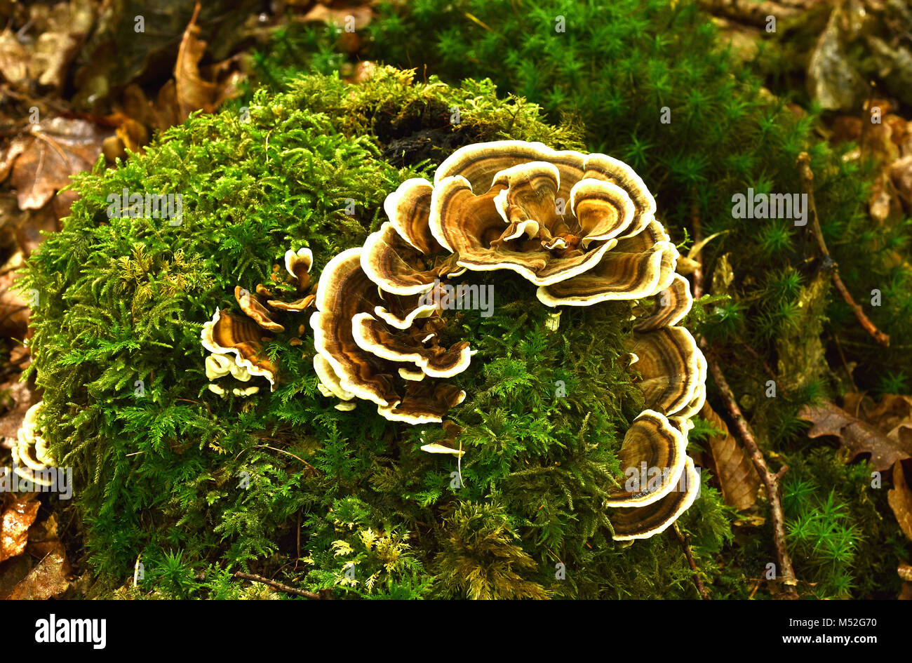 Support arc-en-ciel ; la pourriture du bois ; d'une façon malchanceuse polypore ; turkeytail Banque D'Images
