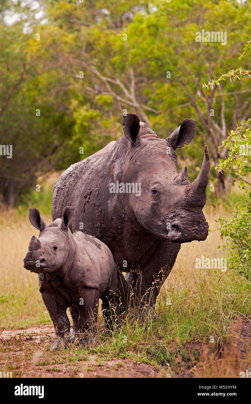 Le rhinocéros blanc vache et veau. Banque D'Images