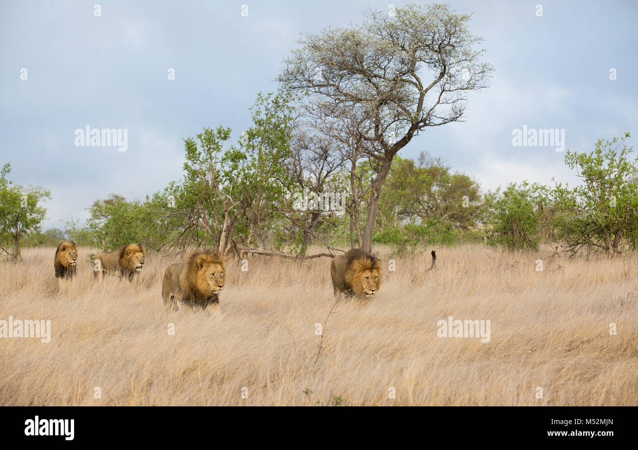 Vue panoramique de quatre lions (Panthera leo) avec de grandes balades dans la crinière noire open veld Banque D'Images