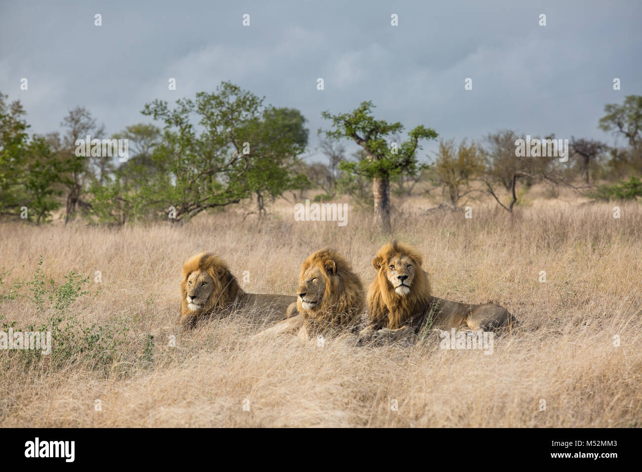 Vue panoramique des trois lions mâles (Panthera leo) reposant Banque D'Images