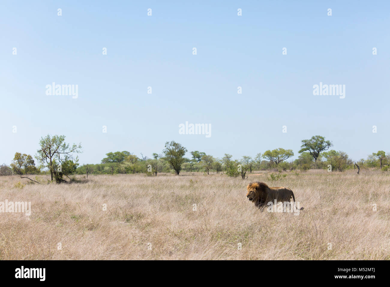 Vue panoramique d'un male lion (Panthera leo) avec une grande crinière noire en marche grâce à open veld Banque D'Images