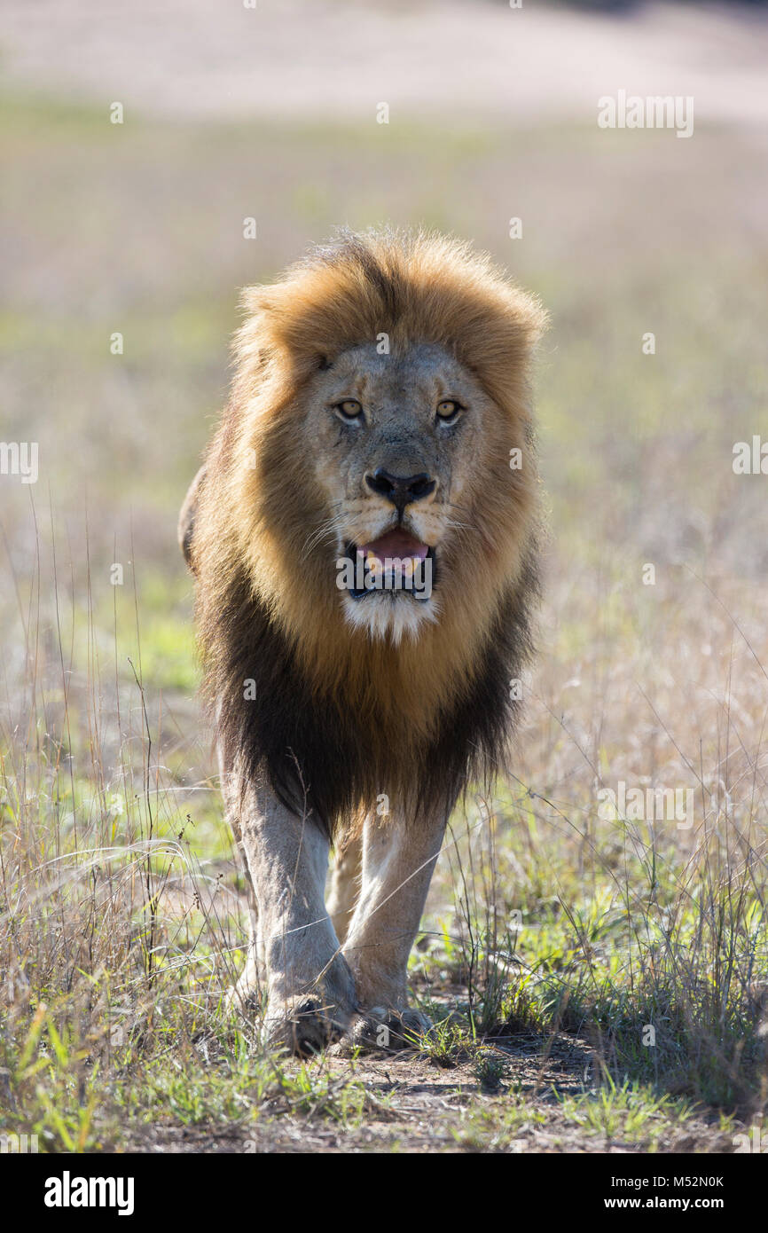 Vue de face d'un homme adulte lion (Panthera leo) avec une grande crinière noire walking Banque D'Images