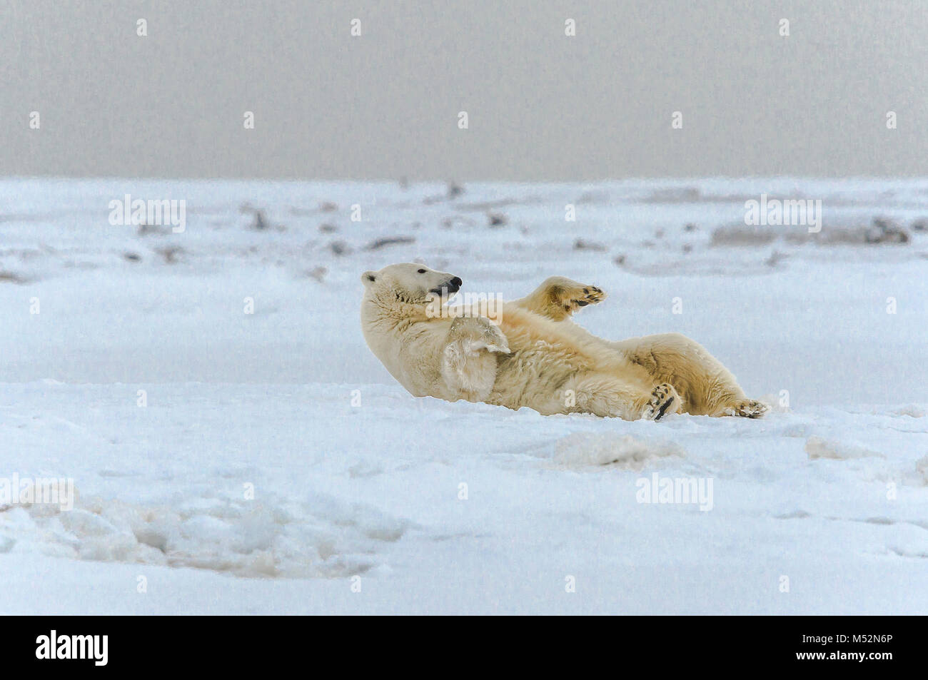 Le matériel roulant de l'ours dans la neige près du village de Kaktovik, Barter Island, Alaska. Aujourd'hui, la principale préoccupation de conservation de l'ours polaire est un habitat los Banque D'Images