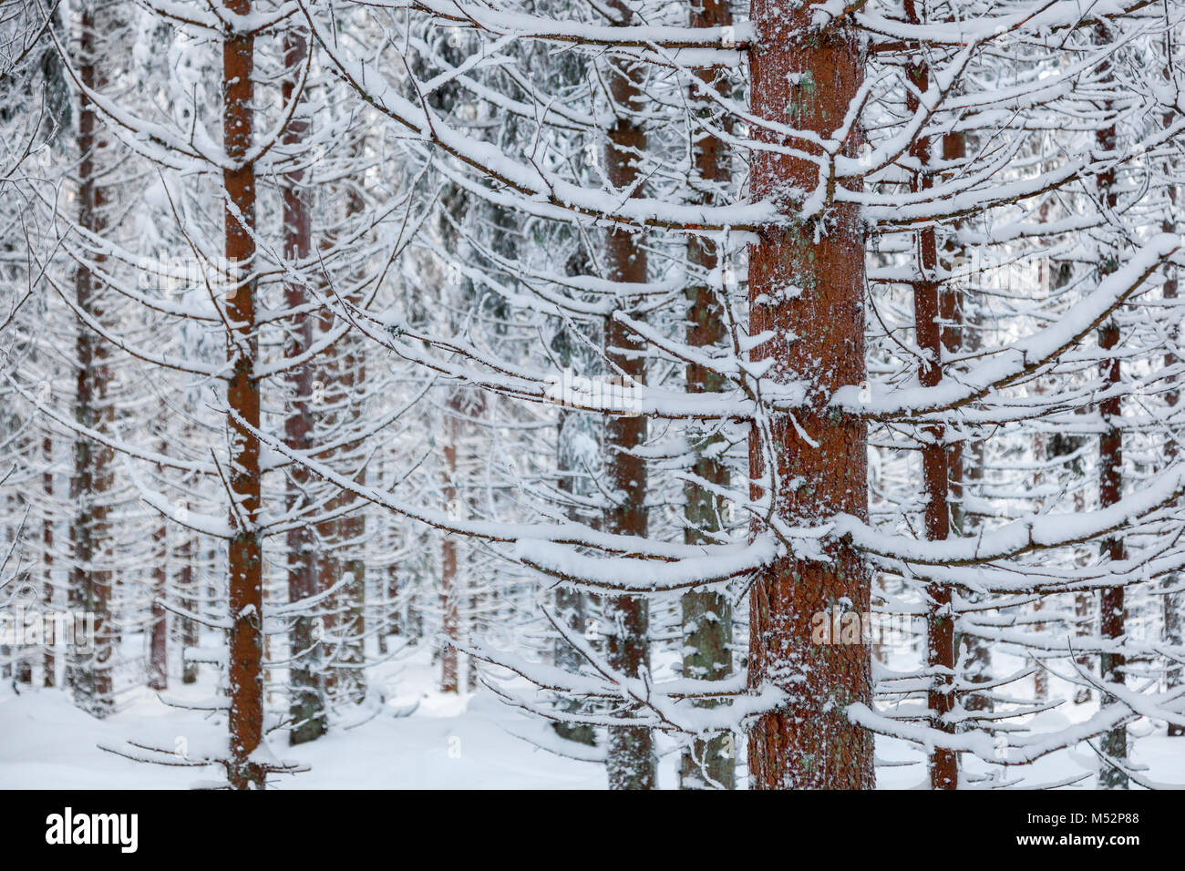 Sapins avec de la neige sur les branches dans la forêt Banque D'Images