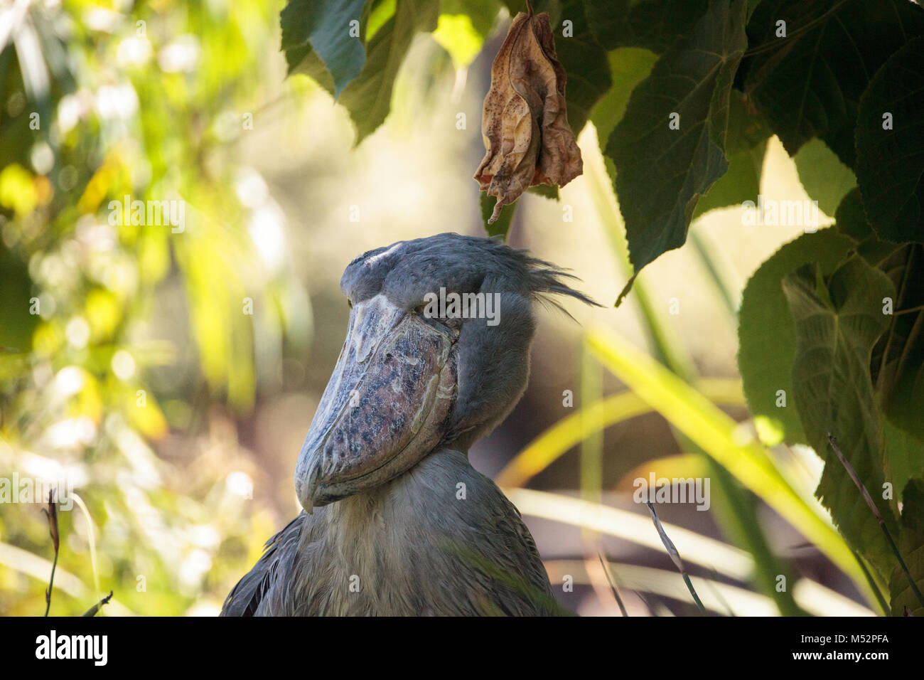 Shoebill stork Balaeniceps rex africains Banque D'Images