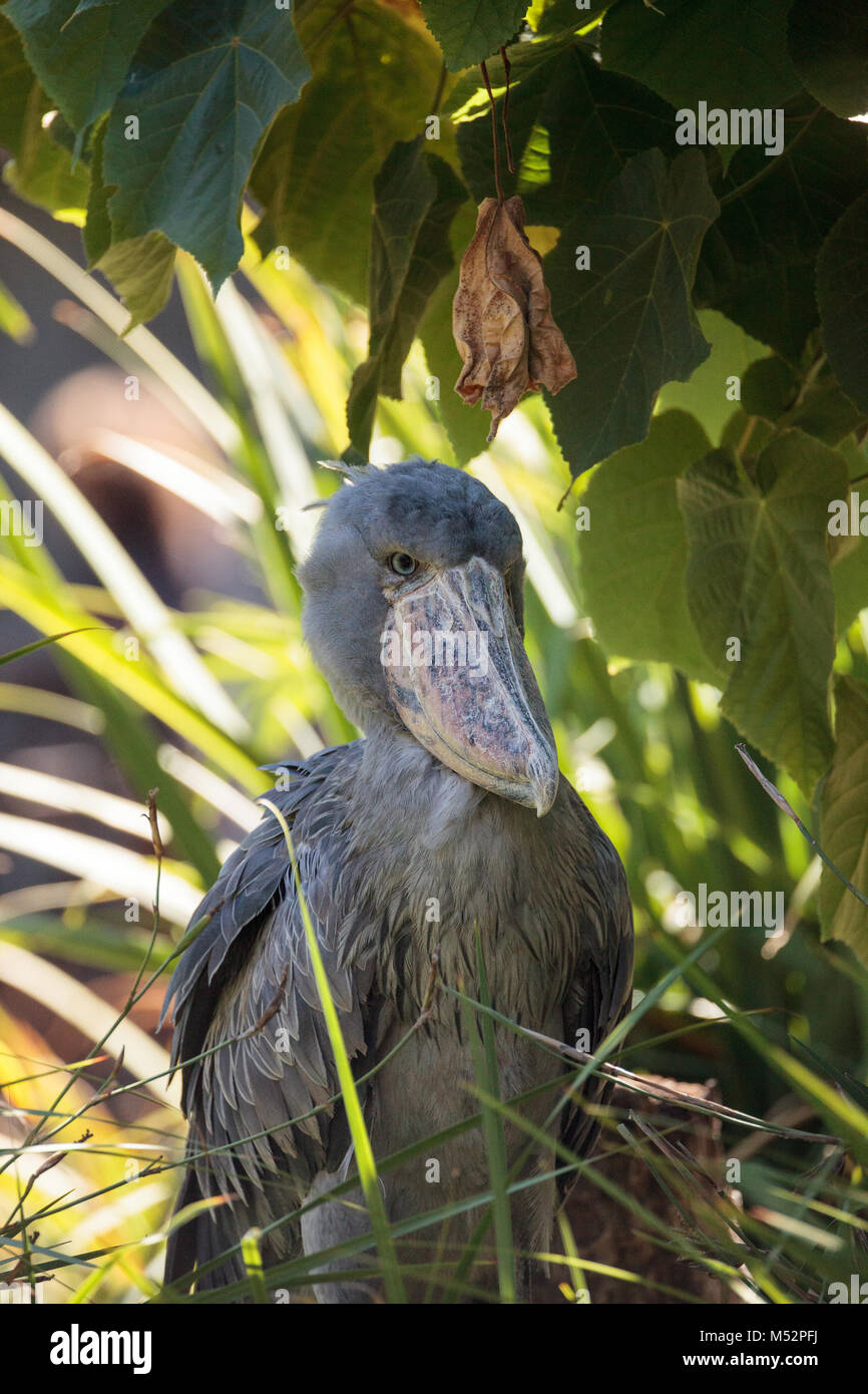 Shoebill stork Balaeniceps rex africains Banque D'Images