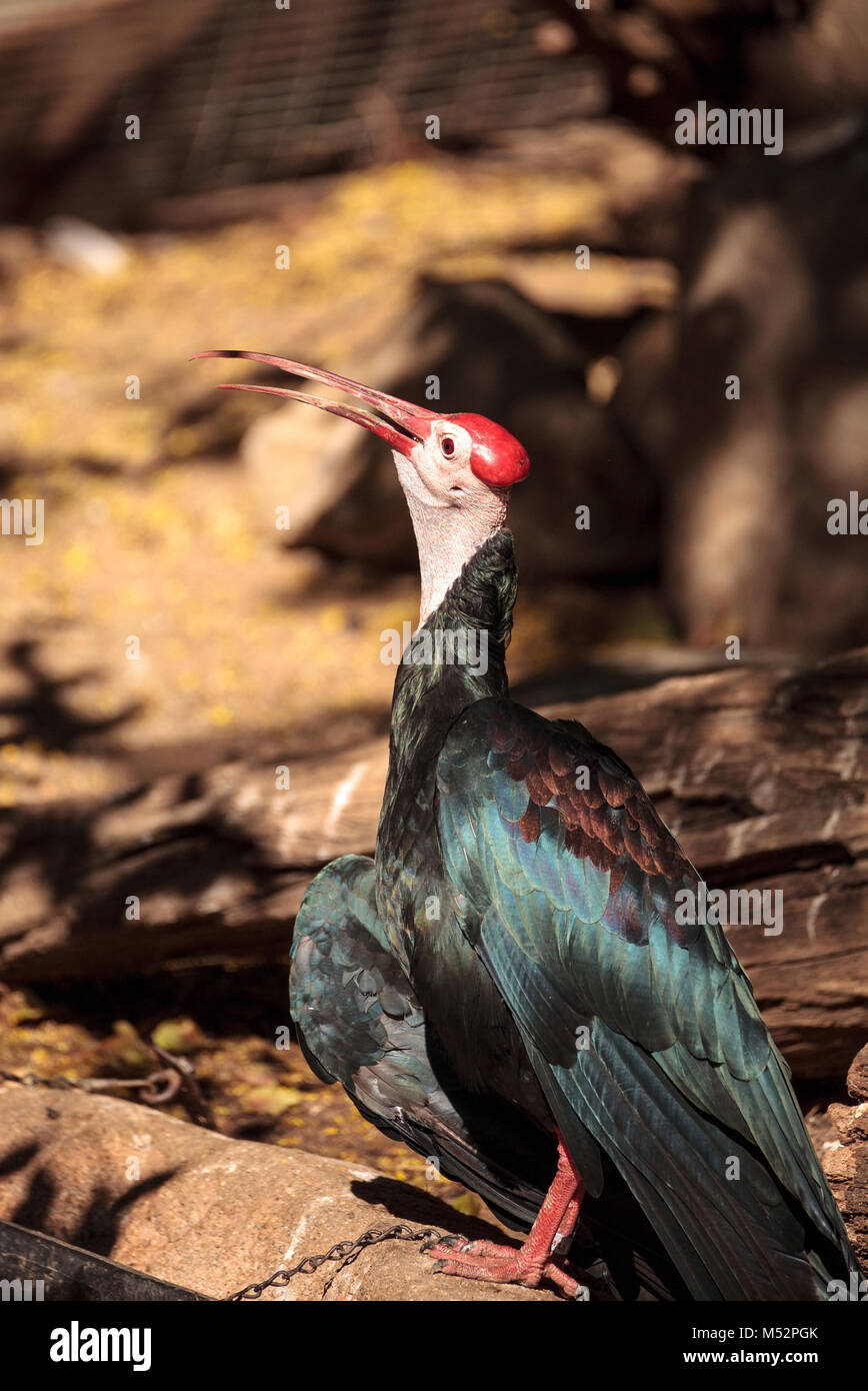 Le sud de l'ibis chauve Geronticus calvus connu sous le nom de Banque D'Images