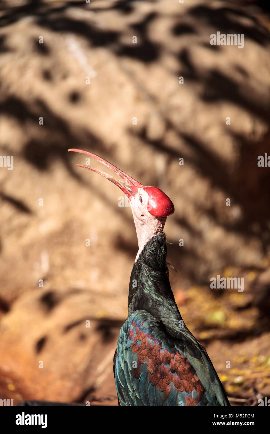 Le sud de l'ibis chauve Geronticus calvus connu sous le nom de Banque D'Images