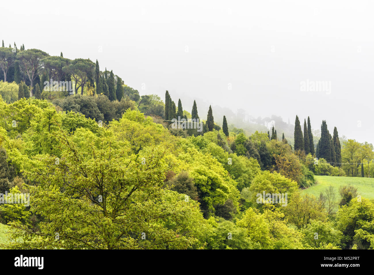 Forêt de feuillus avec des cimes des arbres sur une colline avec brouillard Banque D'Images