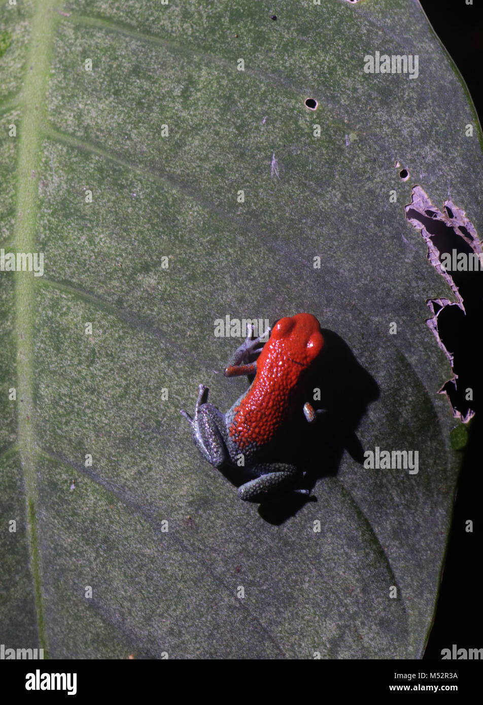 Blue-jeans ou grenouille fraise-Poison dart frog Costa Rica Banque D'Images