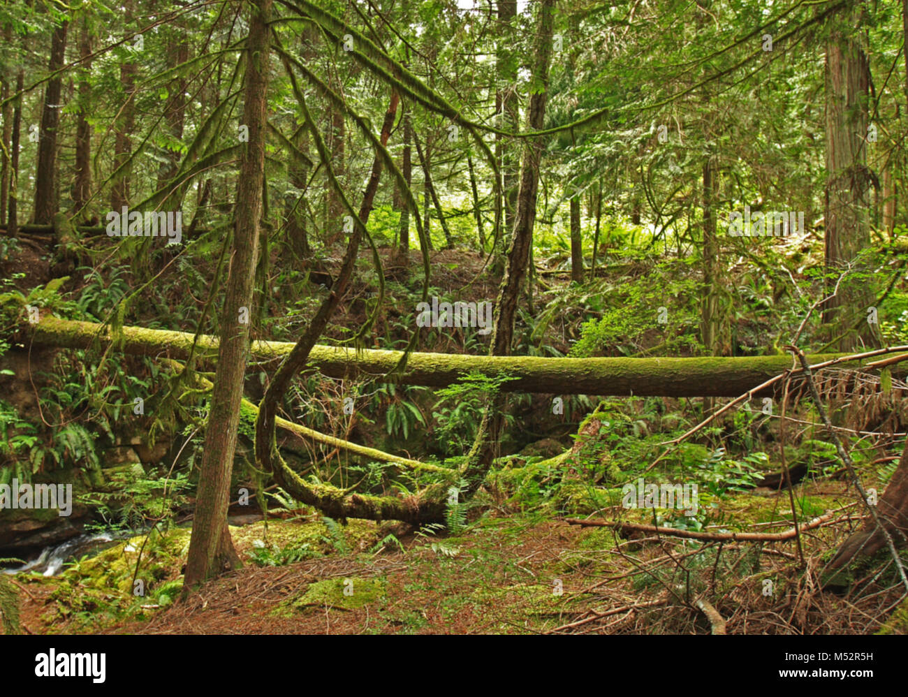 Arbres couverts de mousse dans la forêt pluviale tempérée. La Colombie-Britannique, Canada. Banque D'Images