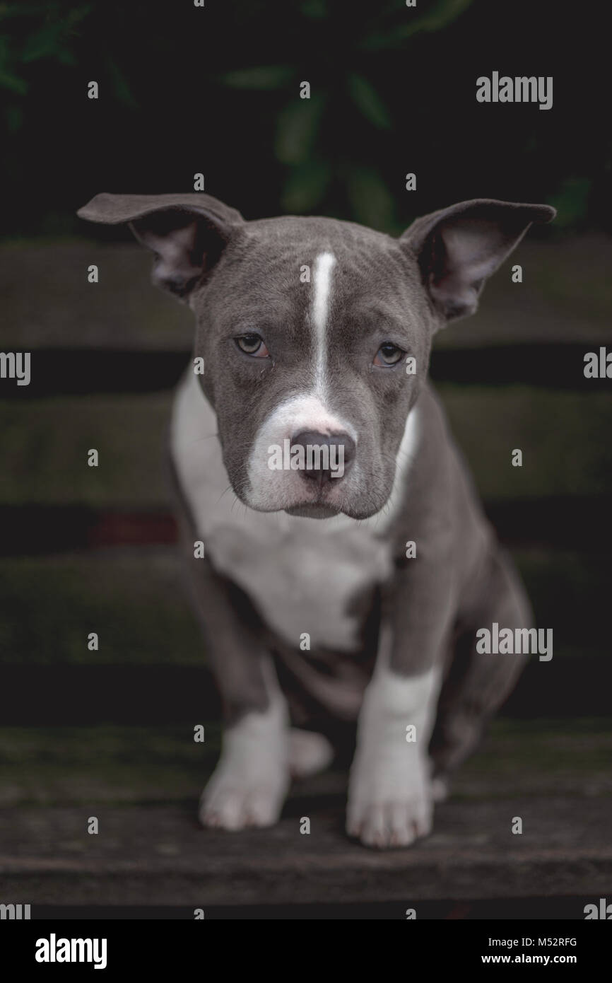 American bully chiot Banque D'Images