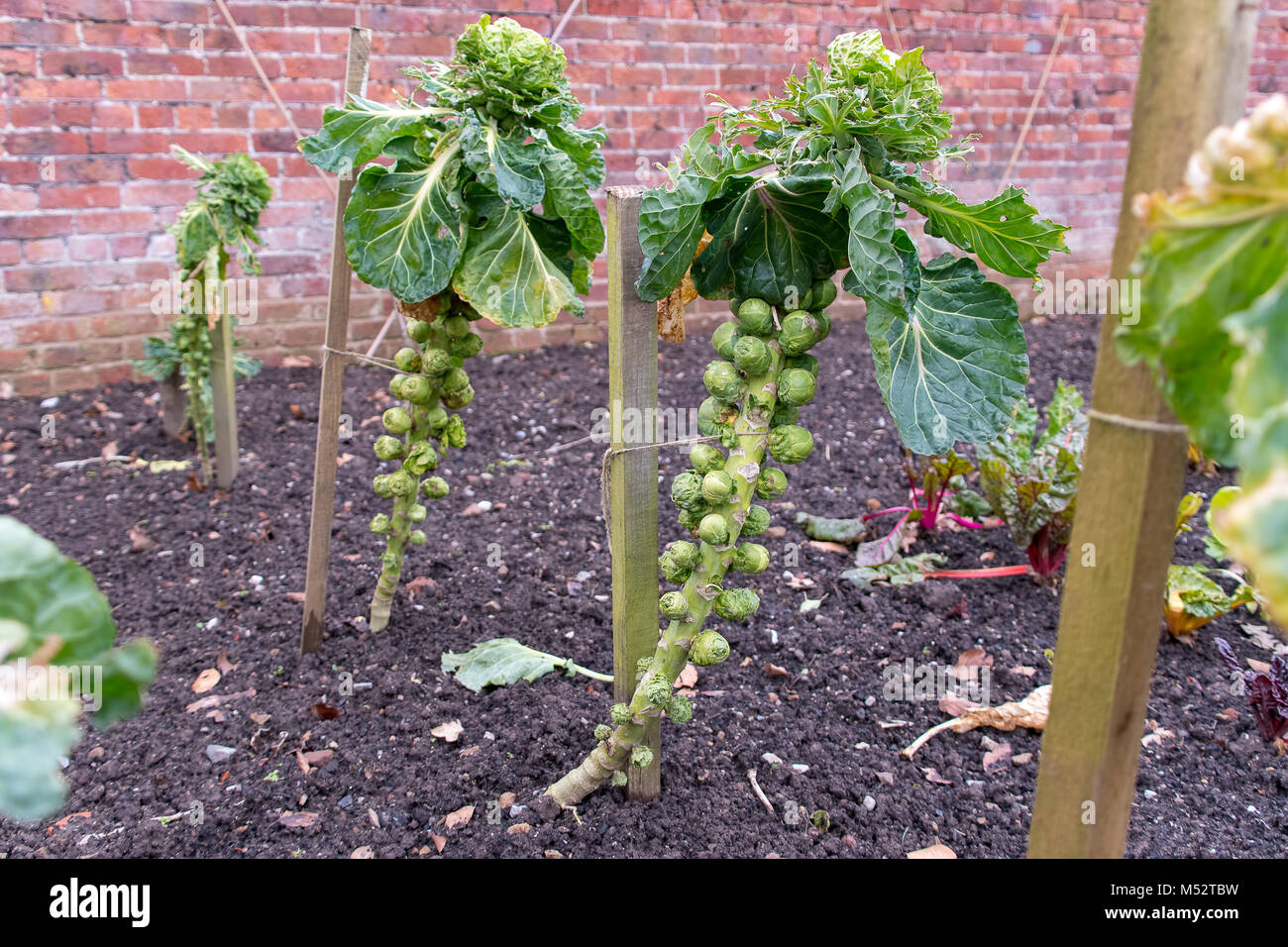 Brussell Sprout Plant Banque D Image Et Photos Alamy