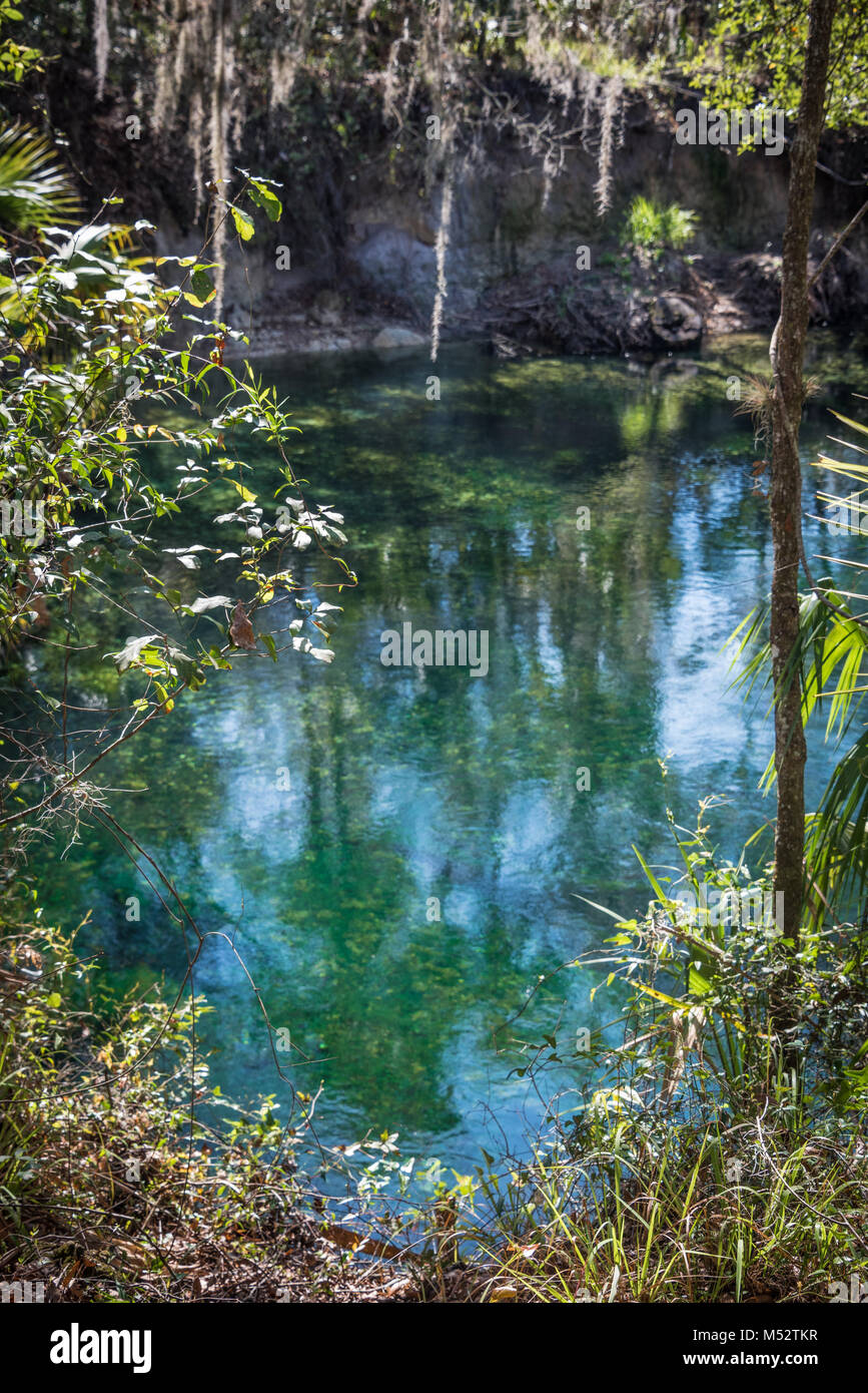 Au printemps bleu Blue Spring State Park, un lamantin de Floride refuge près de Orange City. (USA) Banque D'Images