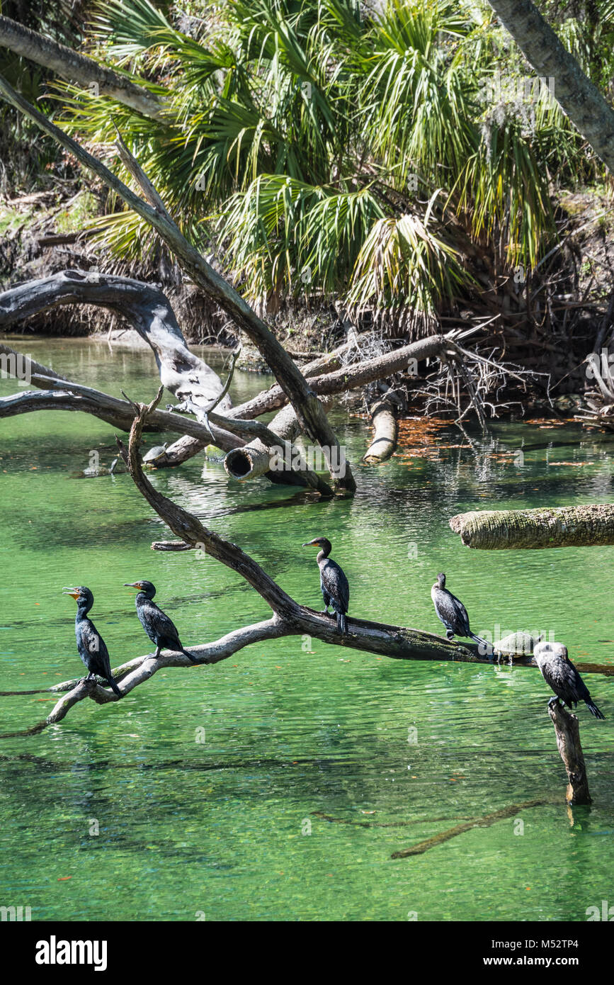 Des cormorans à double crête (Phalacrocorax auritus) se dressent au-dessus de l'eau claire et verte du parc national Blue Spring dans le comté de Volusia, en Floride.(ÉTATS-UNIS) Banque D'Images