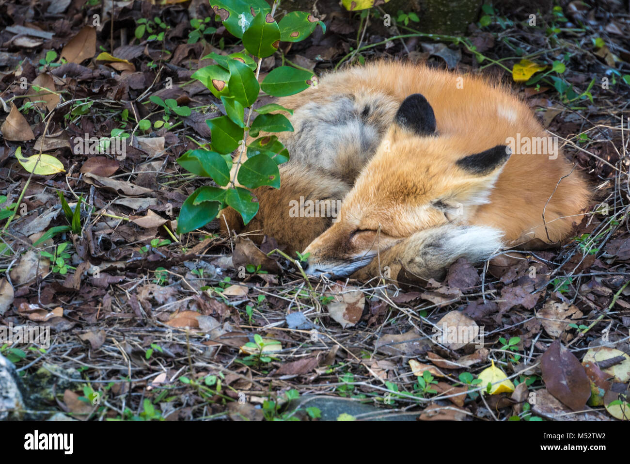 Un Américain red fox recroquevillée dormir à Homosassa Springs Wildlife Ellie Schiller State Park à Homosassa, en Floride. (USA) Banque D'Images