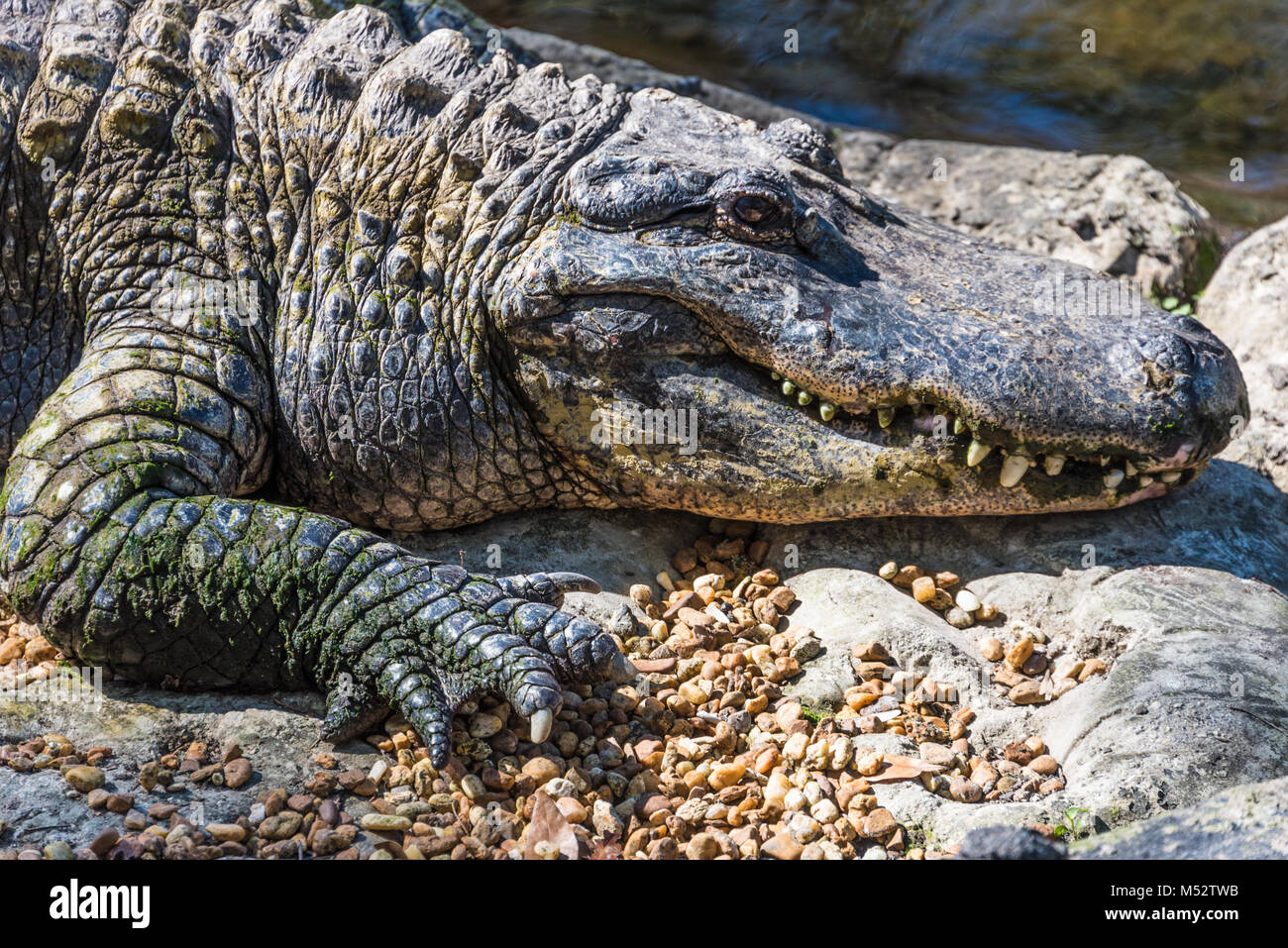 Grand alligator Alligator mississippiensis) (à Homosassa Springs Wildlife State Park sur la côte du golfe de la Floride. Banque D'Images