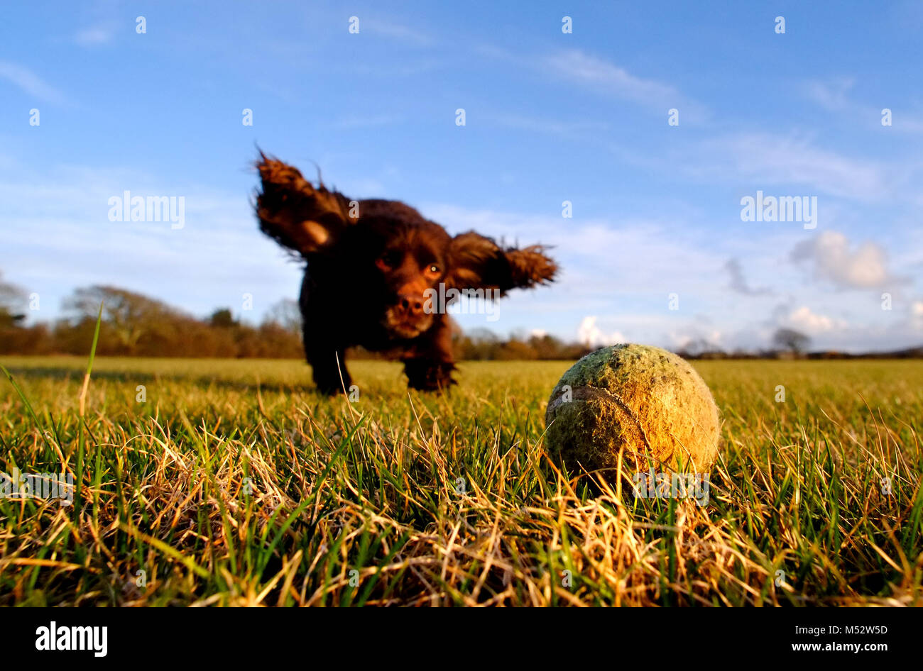 Petit chien qui court après une balle de tennis Banque D'Images