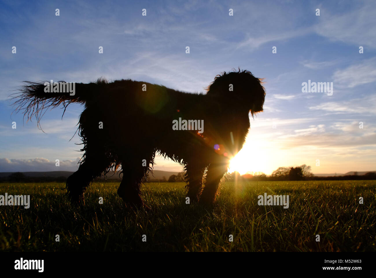 Petit chien hirsute regardant le soleil couchant Banque D'Images