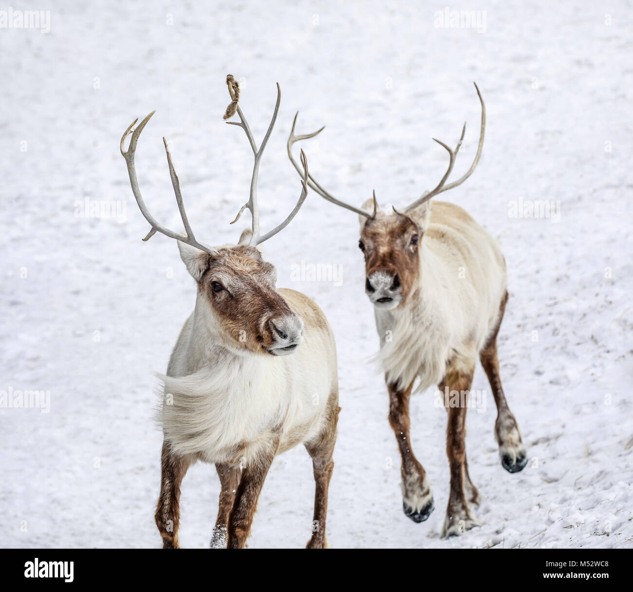 Rennes, également connu sous le nom de la population boréale de caribous des bois en Amérique du Nord, Rangifer tarandus, des animaux en captivité, au Manitoba, Canada. Banque D'Images