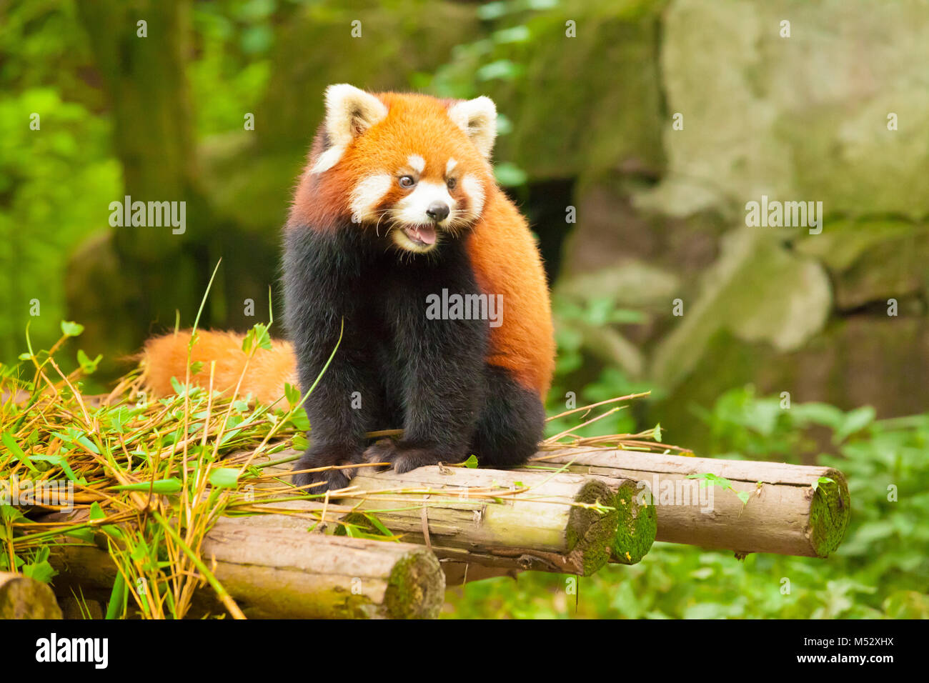 Chine panda rouge dans son habitat naturel Banque D'Images
