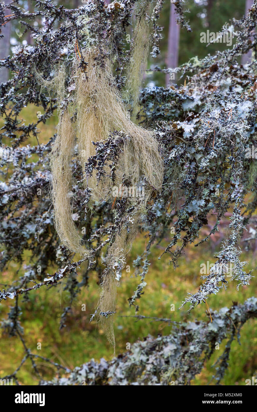 Lichen Barbe sur une branche Banque D'Images